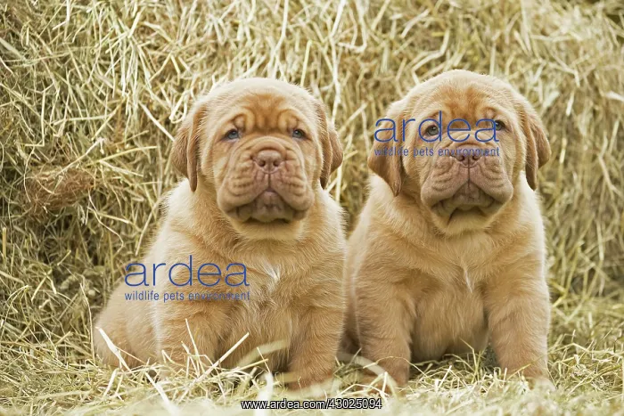: Dog Dogue de Bordeaux / Bordeaux Mastiff / French Mastiff / Bordeauxdog puppies : Dog Dogue de Bordeaux / Bordeaux Mastiff / French Mastiff / Bordeauxdog puppies