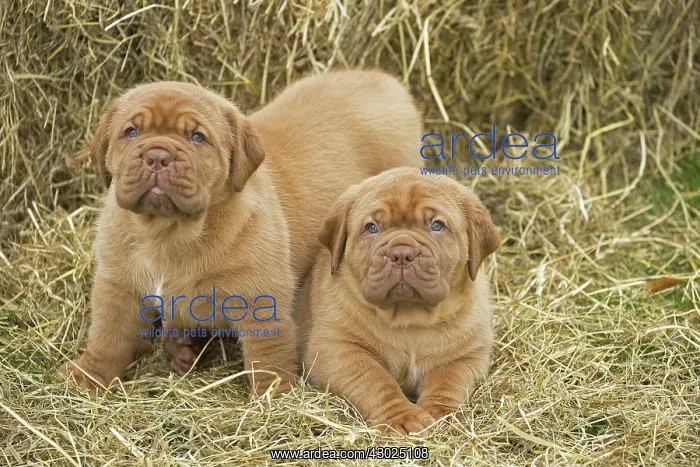 : Dog Dogue de Bordeaux / Bordeaux Mastiff / French Mastiff / Bordeauxdog puppies : Dog Dogue de Bordeaux / Bordeaux Mastiff / French Mastiff / Bordeauxdog puppies