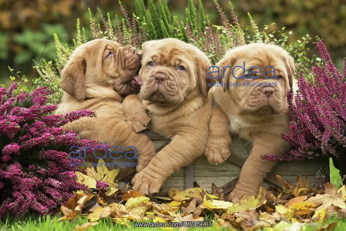 : Dog Dogue de Bordeaux / Bordeaux Mastiff / French Mastiff / Bordeauxdog puppies : Dog Dogue de Bordeaux / Bordeaux Mastiff / French Mastiff / Bordeauxdog puppies