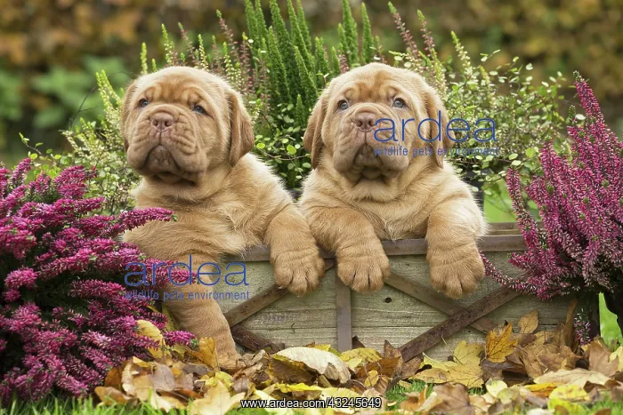 : Dog Dogue de Bordeaux / Bordeaux Mastiff / French Mastiff / Bordeauxdog puppies : Dog Dogue de Bordeaux / Bordeaux Mastiff / French Mastiff / Bordeauxdog puppies