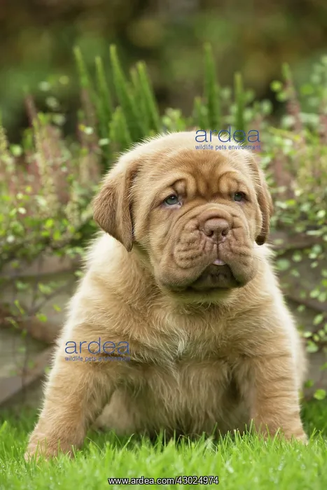 : Dog Dogue de Bordeaux / Bordeaux Mastiff / French Mastiff / Bordeauxdog puppy : Dog Dogue de Bordeaux / Bordeaux Mastiff / French Mastiff / Bordeauxdog puppy