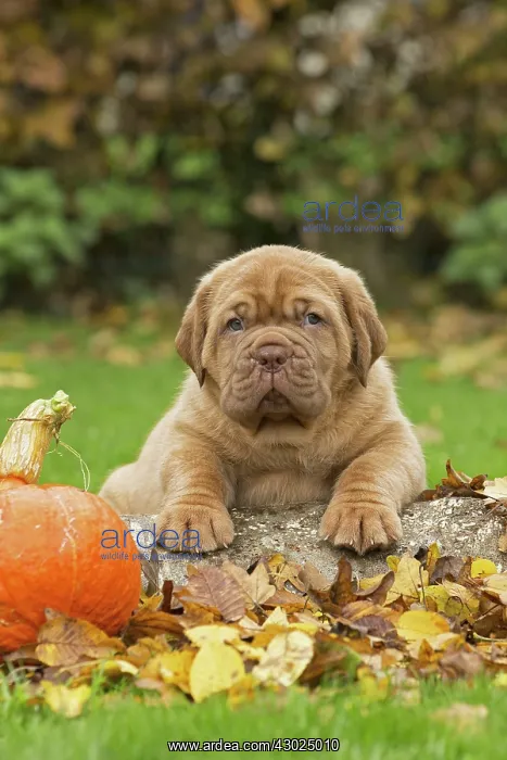 : Dog Dogue de Bordeaux / Bordeaux Mastiff / French Mastiff / Bordeauxdog puppy : Dog Dogue de Bordeaux / Bordeaux Mastiff / French Mastiff / Bordeauxdog puppy