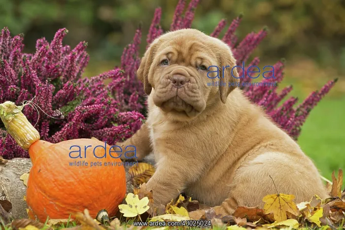 : Dog Dogue de Bordeaux / Bordeaux Mastiff / French Mastiff / Bordeauxdog puppy : Dog Dogue de Bordeaux / Bordeaux Mastiff / French Mastiff / Bordeauxdog puppy