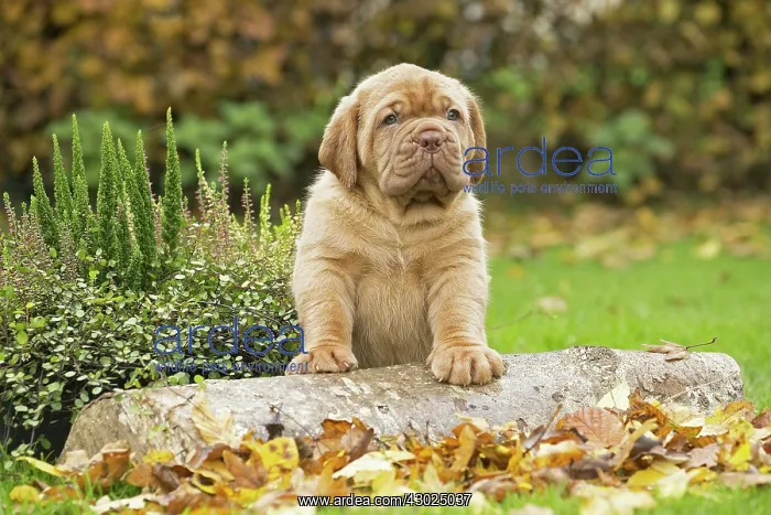 : Dog Dogue de Bordeaux / Bordeaux Mastiff / French Mastiff / Bordeauxdog puppy : Dog Dogue de Bordeaux / Bordeaux Mastiff / French Mastiff / Bordeauxdog puppy