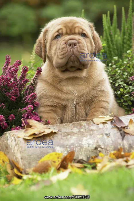 : Dog Dogue de Bordeaux / Bordeaux Mastiff / French Mastiff / Bordeauxdog puppy : Dog Dogue de Bordeaux / Bordeaux Mastiff / French Mastiff / Bordeauxdog puppy
