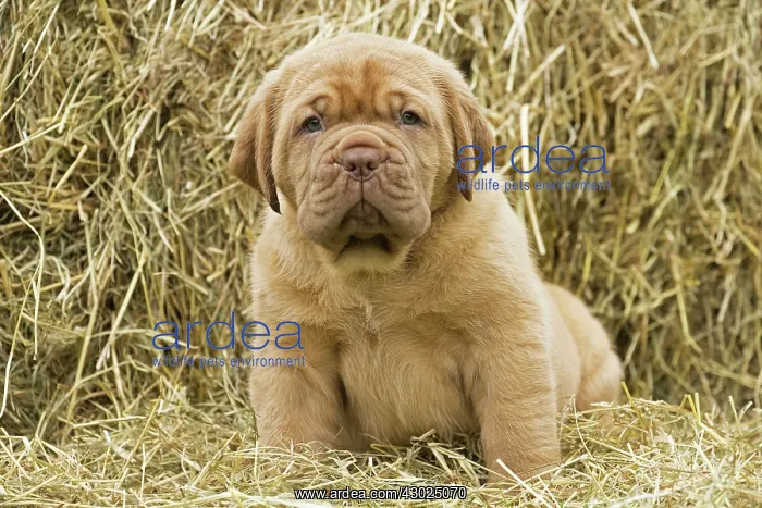 : Dog Dogue de Bordeaux / Bordeaux Mastiff / French Mastiff / Bordeauxdog puppy : Dog Dogue de Bordeaux / Bordeaux Mastiff / French Mastiff / Bordeauxdog puppy