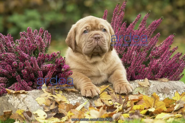: Dog Dogue de Bordeaux / Bordeaux Mastiff / French Mastiff / Bordeauxdog puppy : Dog Dogue de Bordeaux / Bordeaux Mastiff / French Mastiff / Bordeauxdog puppy