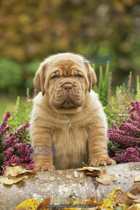 : Dog Dogue de Bordeaux / Bordeaux Mastiff / French Mastiff / Bordeauxdog puppy : Dog Dogue de Bordeaux / Bordeaux Mastiff / French Mastiff / Bordeauxdog puppy