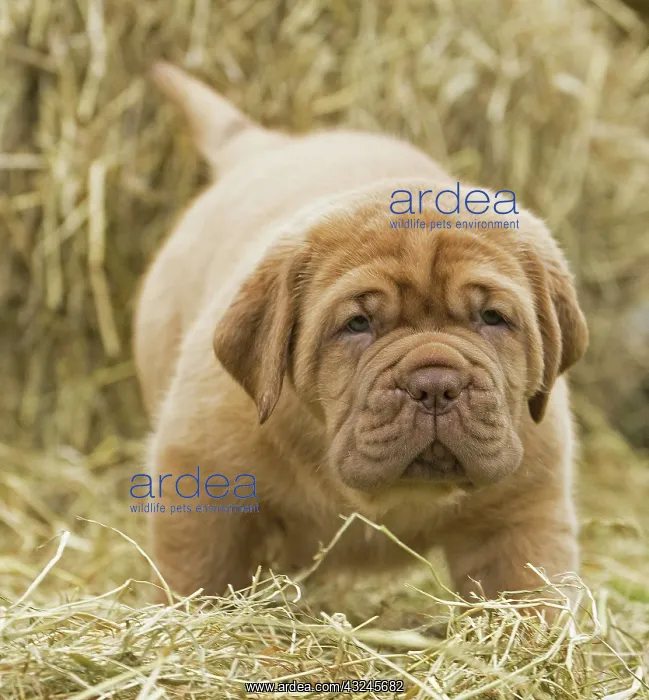 : Dog Dogue de Bordeaux / Bordeaux Mastiff / French Mastiff / Bordeauxdog puppy : Dog Dogue de Bordeaux / Bordeaux Mastiff / French Mastiff / Bordeauxdog puppy