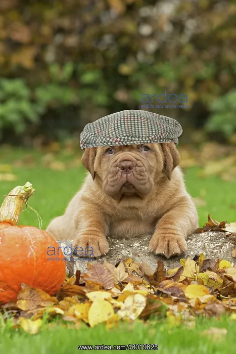 : Dog Dogue de Bordeaux / Bordeaux Mastiff / French Mastiff / Bordeauxdog : Dog Dogue de Bordeaux / Bordeaux Mastiff / French Mastiff / Bordeauxdog