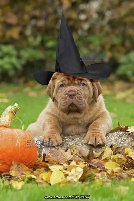 : Dog Dogue de Bordeaux / Bordeaux Mastiff / French Mastiff / Bordeauxdog : Dog Dogue de Bordeaux / Bordeaux Mastiff / French Mastiff / Bordeauxdog
