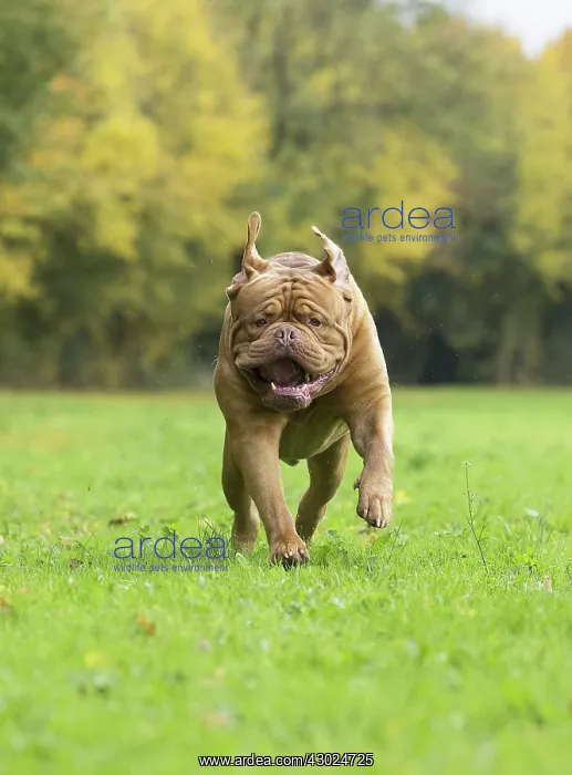  : Dog Dogue de Bordeaux  /  Bordeaux Mastiff  /  French Mastiff  /  Bordeauxdog running