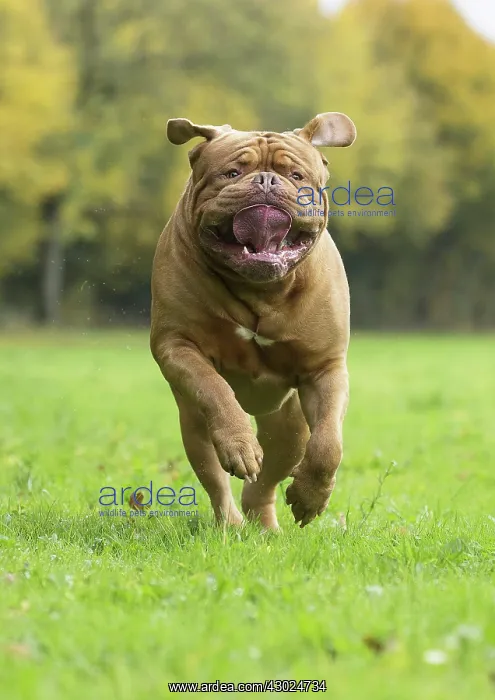 : Dog Dogue de Bordeaux / Bordeaux Mastiff / French Mastiff / Bordeauxdog running : Dog Dogue de Bordeaux / Bordeaux Mastiff / French Mastiff / Bordeauxdog running