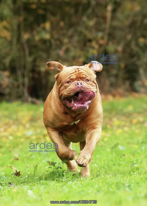 : Dog Dogue de Bordeaux / Bordeaux Mastiff / French Mastiff / Bordeauxdog running : Dog Dogue de Bordeaux / Bordeaux Mastiff / French Mastiff / Bordeauxdog running