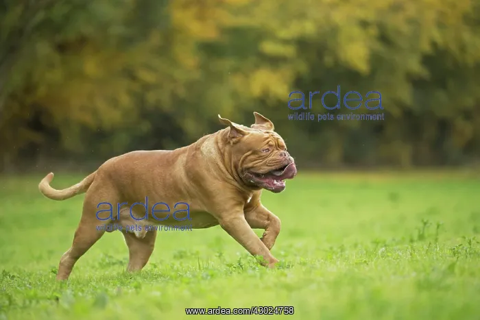 : Dog Dogue de Bordeaux / Bordeaux Mastiff / French Mastiff / Bordeauxdog running : Dog Dogue de Bordeaux / Bordeaux Mastiff / French Mastiff / Bordeauxdog running