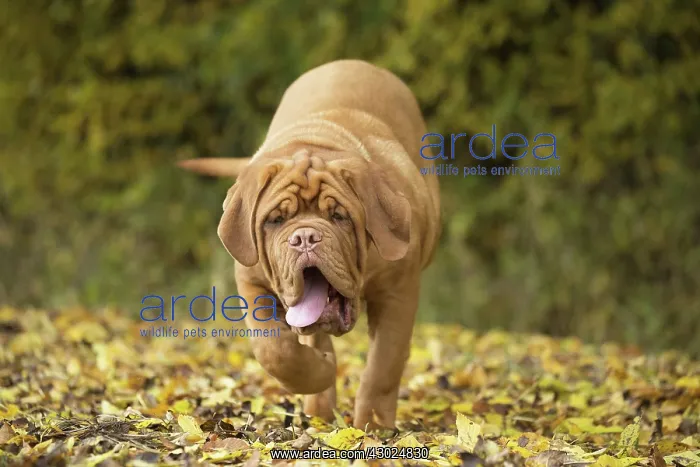 : Dog Dogue de Bordeaux / Bordeaux Mastiff / French Mastiff / Bordeauxdog running : Dog Dogue de Bordeaux / Bordeaux Mastiff / French Mastiff / Bordeauxdog running