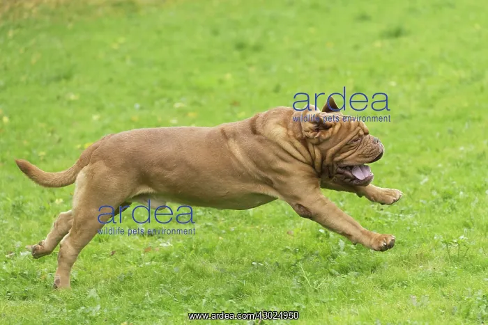 : Dog Dogue de Bordeaux / Bordeaux Mastiff / French Mastiff / Bordeauxdog running : Dog Dogue de Bordeaux / Bordeaux Mastiff / French Mastiff / Bordeauxdog running