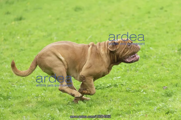 : Dog Dogue de Bordeaux / Bordeaux Mastiff / French Mastiff / Bordeauxdog running : Dog Dogue de Bordeaux / Bordeaux Mastiff / French Mastiff / Bordeauxdog running