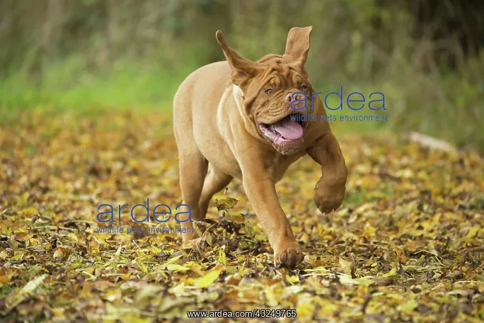 : Dog Dogue de Bordeaux / Bordeaux Mastiff / French Mastiff / Bordeauxdog running : Dog Dogue de Bordeaux / Bordeaux Mastiff / French Mastiff / Bordeauxdog running