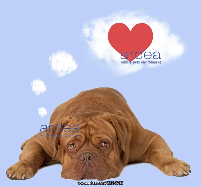 : Dog - Dogue de Bordeaux dreaming of a red heart and love : Dog - Dogue de Bordeaux dreaming of a red heart and love