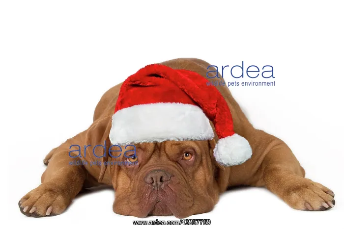 : Dog - Dogue de Bordeaux lying down with Christmas hat : Dog - Dogue de Bordeaux lying down with Christmas hat