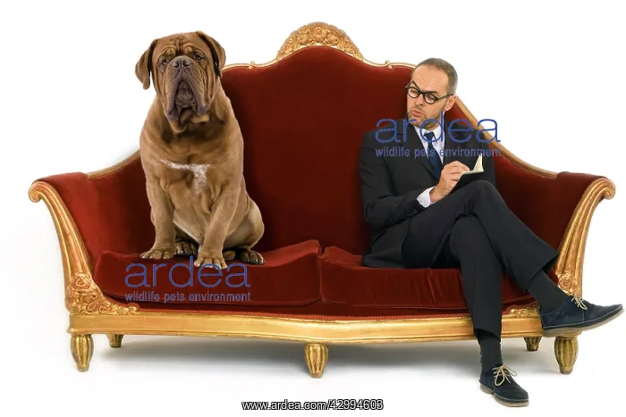 : Dog - Dogue de Bordeaux. on the psychologist's : Dog - Dogue de Bordeaux. on the psychologist's