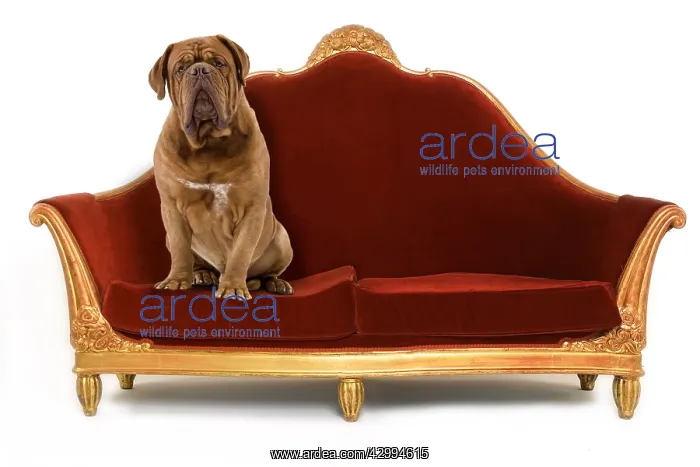 : Dog - Dogue de Bordeaux. on the psychologist's couch : Dog - Dogue de Bordeaux. on the psychologist's couch