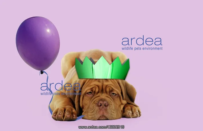 : DOG - Dogue de bordeaux puppy : DOG - Dogue de bordeaux puppy