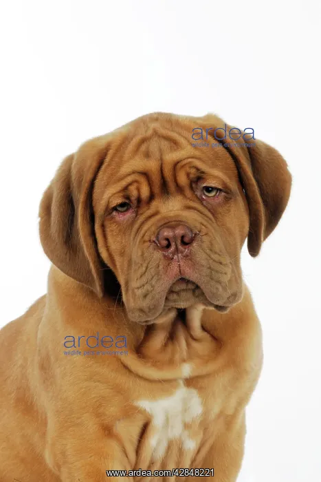  : DOG. Dogue de bordeaux puppy (head shot)