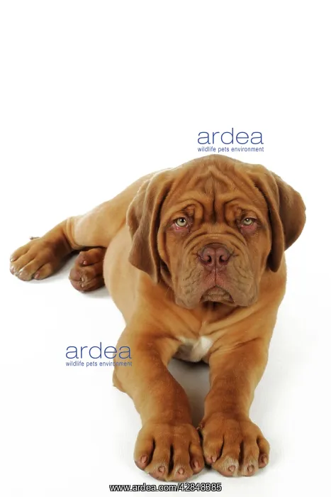  : DOG. Dogue de bordeaux puppy laying down