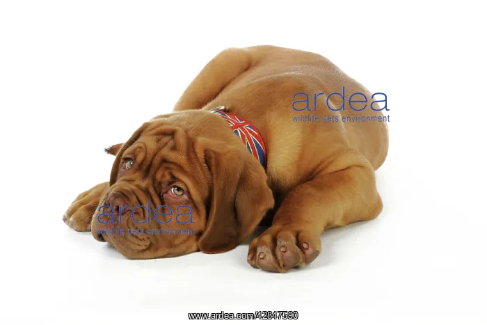 : DOG. Dogue de bordeaux puppy laying down wearing : DOG. Dogue de bordeaux puppy laying down wearing