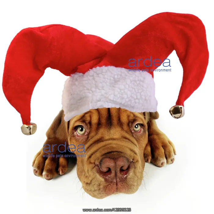 : DOG - Dogue de bordeaux puppy laying down wearing : DOG - Dogue de bordeaux puppy laying down wearing