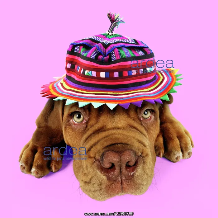 : DOG - Dogue de bordeaux puppy laying down wearing : DOG - Dogue de bordeaux puppy laying down wearing