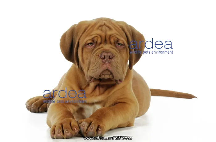  : DOG. Dogue de bordeaux puppy lying down