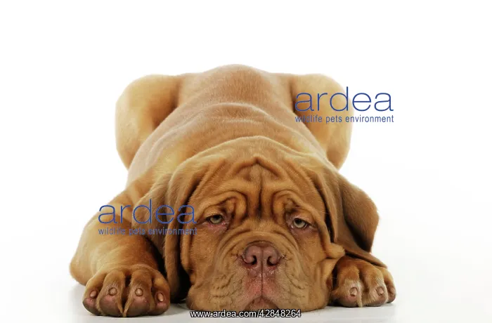  : DOG. Dogue de bordeaux puppy lying down