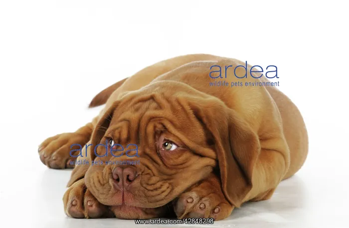  : DOG. Dogue de bordeaux puppy lying down