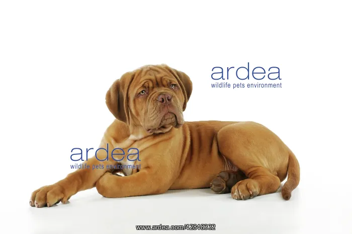  : DOG. Dogue de bordeaux puppy lying down