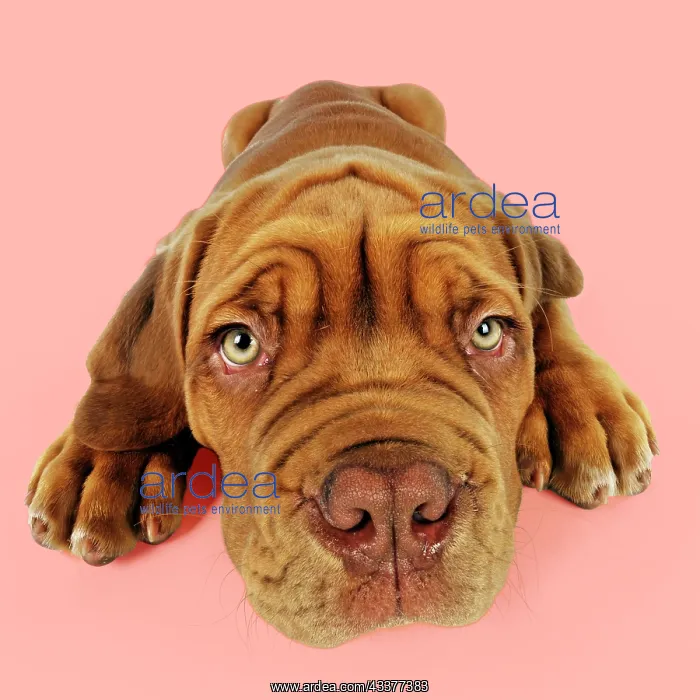 : DOG - Dogue de bordeaux puppy lying down : DOG - Dogue de bordeaux puppy lying down