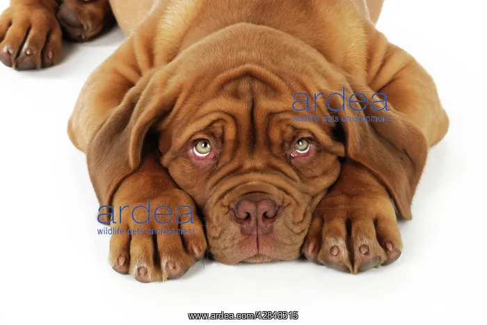  : DOG. Dogue de bordeaux puppy lying down (head shot)