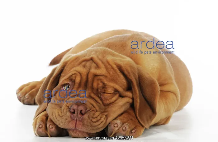 : DOG. Dogue de bordeaux puppy lying down - winking : DOG. Dogue de bordeaux puppy lying down - winking