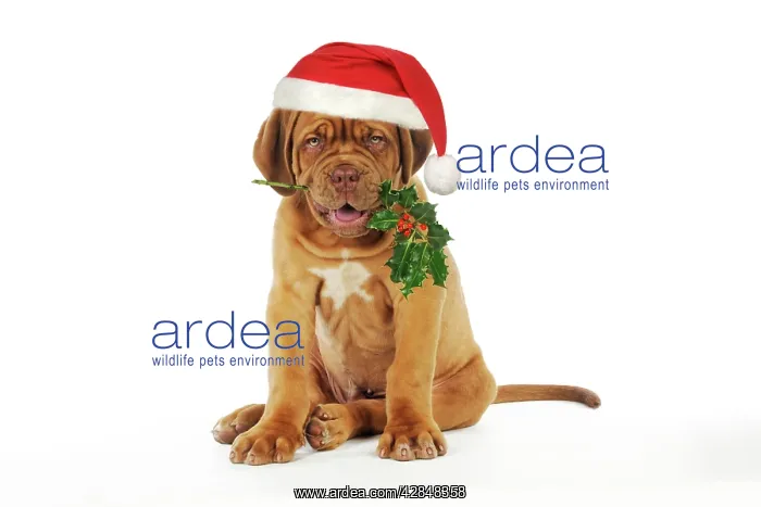 : DOG -Dogue de bordeaux puppy sitting down holding : DOG -Dogue de bordeaux puppy sitting down holding