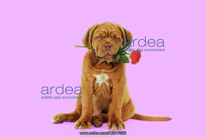 : DOG. Dogue de bordeaux puppy sitting down holding a rose : DOG. Dogue de bordeaux puppy sitting down holding a rose