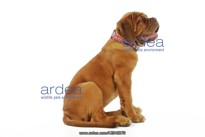 : DOG. Dogue de bordeaux puppy sitting down wearing : DOG. Dogue de bordeaux puppy sitting down wearing