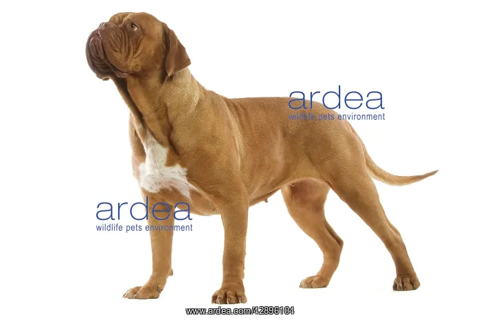 : DOG. Dogue de bordeaux in studio : DOG. Dogue de bordeaux in studio