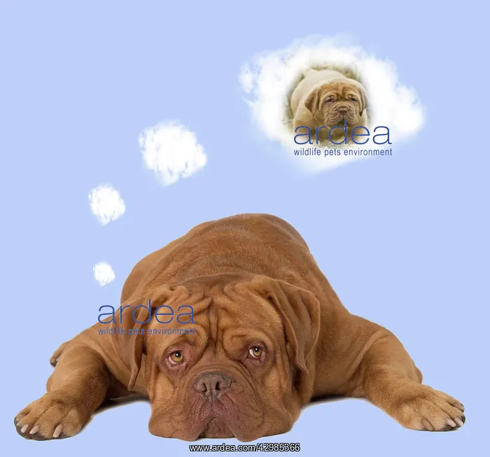 : Dog - Dogue de Bordeaux thinking of a puppy : Dog - Dogue de Bordeaux thinking of a puppy
