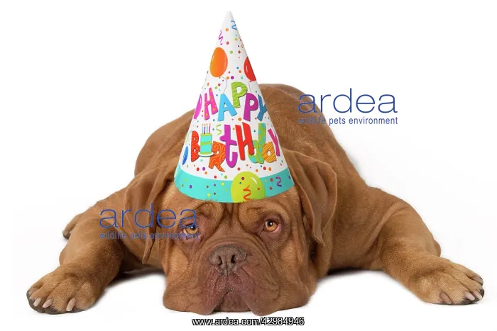 : Dog - Dogue de Bordeaux wearing a Happy Birthday hat : Dog - Dogue de Bordeaux wearing a Happy Birthday hat