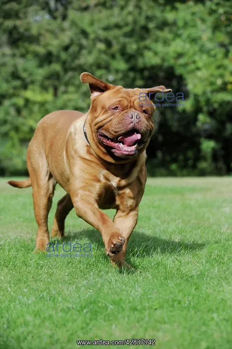  : DOG. Douge De Bordeaux