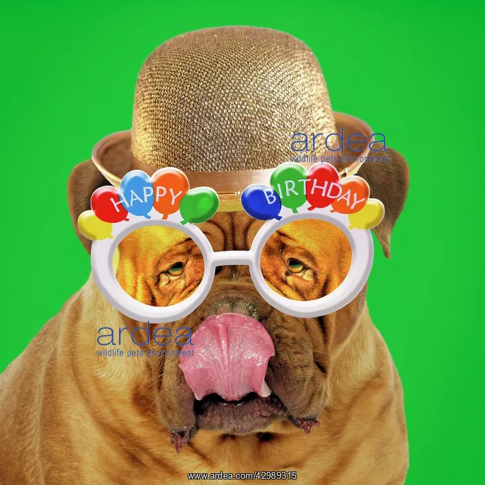 : DOG - Douge De Bordeaux licking - wearing golden : DOG - Douge De Bordeaux licking - wearing golden