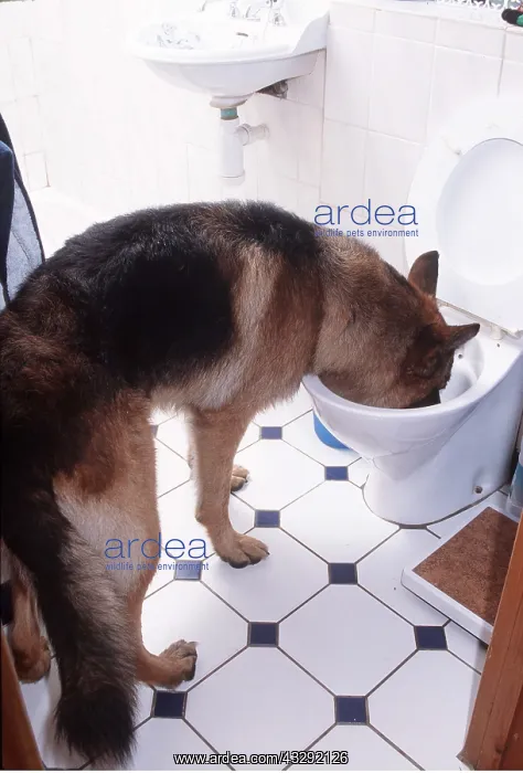  : DOG - Drinking from toilet bowl