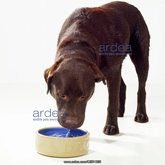  : Dog - drinking water from bowl